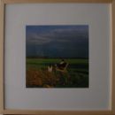 Framed 50cms x 50cms Beechwood